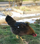 A brown and black chicken, wearing a Custom Handmade Hen Saver Hen Apron/Saddle for protection, is walking in the grass.