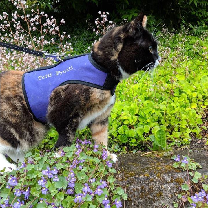Cat wearing Tutti Frutti Cat Harness by Crazy K Farm in a Garden. Comfortable and secure fit. Outdoor adventures with your cat. #cat #harness
