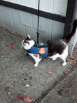 A cat wearing a Custom Handmade Kitty Holster Cat Harness (Made in USA) on the sidewalk.