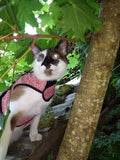 A cat wearing a Custom Handmade Kitty Holster Cat Harness on a tree.
