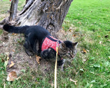 A cat wearing a Custom Handmade Kitty Holster Cat Harness walking on a leash near a tree.