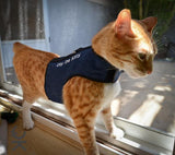 A cat wearing a Custom Handmade Kitty Holster Cat Harness (Made in USA), designed as an adjustable cat harness, in front of a window.
