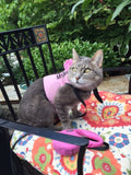 A cat wearing a Custom Handmade Kitty Holster Cat Harness (Made in USA) sitting on a chair.