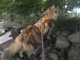 A cat wearing a Custom Handmade Kitty Holster Cat Harness (Made in USA) in the woods.