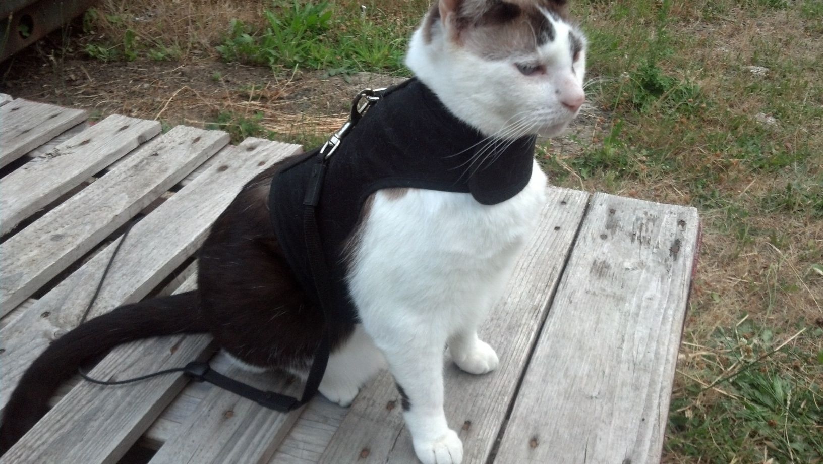 Kitty Holster Custom Cat Harness (Custom Handmade in the USA) Black