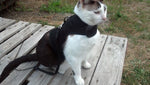 A custom handmade Kitty Holster cat harness with unique red and yellow eyes.