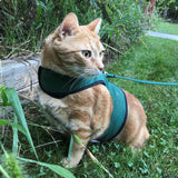 An orange tabby cat wearing a Custom Handmade Kitty Holster Cat Harness (Made in USA).