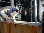 A cat walking on a leash near an RV, wearing a Custom Handmade Kitty Holster Cat Harness (Made in USA).