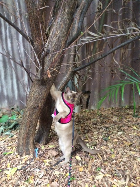 Kitty Holster Custom Cat Harness (Reflective Safety Vest) Flamingo Pink Extra Large