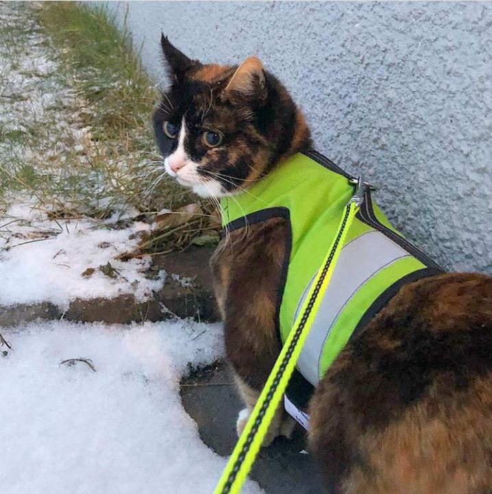Kitty Holster Custom Cat Harness (Reflective Safety Vest)