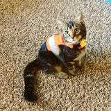 A Custom Kitty Holster Reflective Safety Vest-wearing cat on a deck.