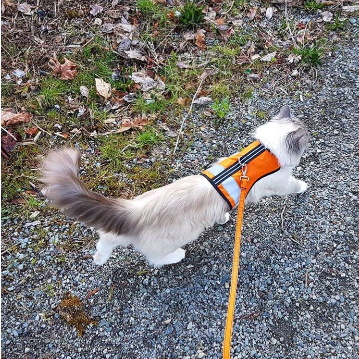 Cat Harness: Reflective Safety Vest for Safe Walks - USA Made! Outdoor Cat Gear, Gray Cat in Orange Safety Vest on Gravel Path. #CatSafety