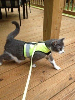 A cat wearing a Custom Kitty Holster Reflective Safety Vest with adjustable straps on a deck.