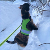 A Custom Kitty Holster Reflective Safety Vest-wearing cat on a deck.