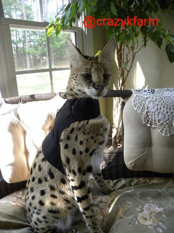 A spotted cat, wearing a Custom Kitty Holster Serval Harness (Made in USA), sits comfortably on a couch displaying its strength.