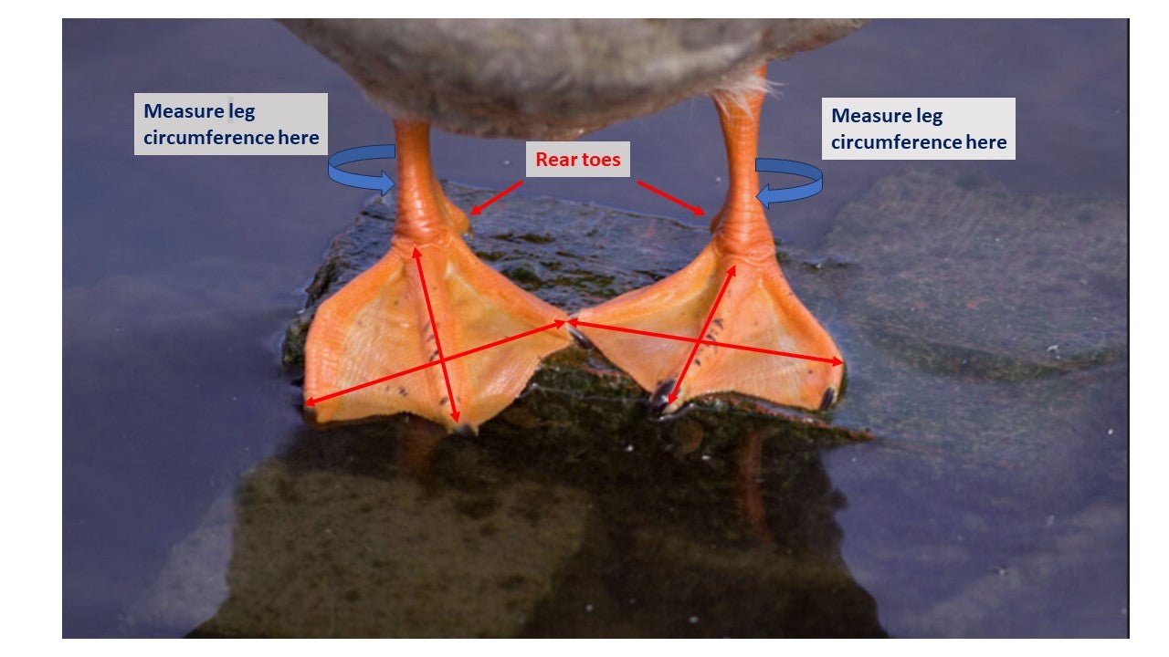 Custom-made Birdy Bootie (chicken shoes and duck booties for bumblefoot)