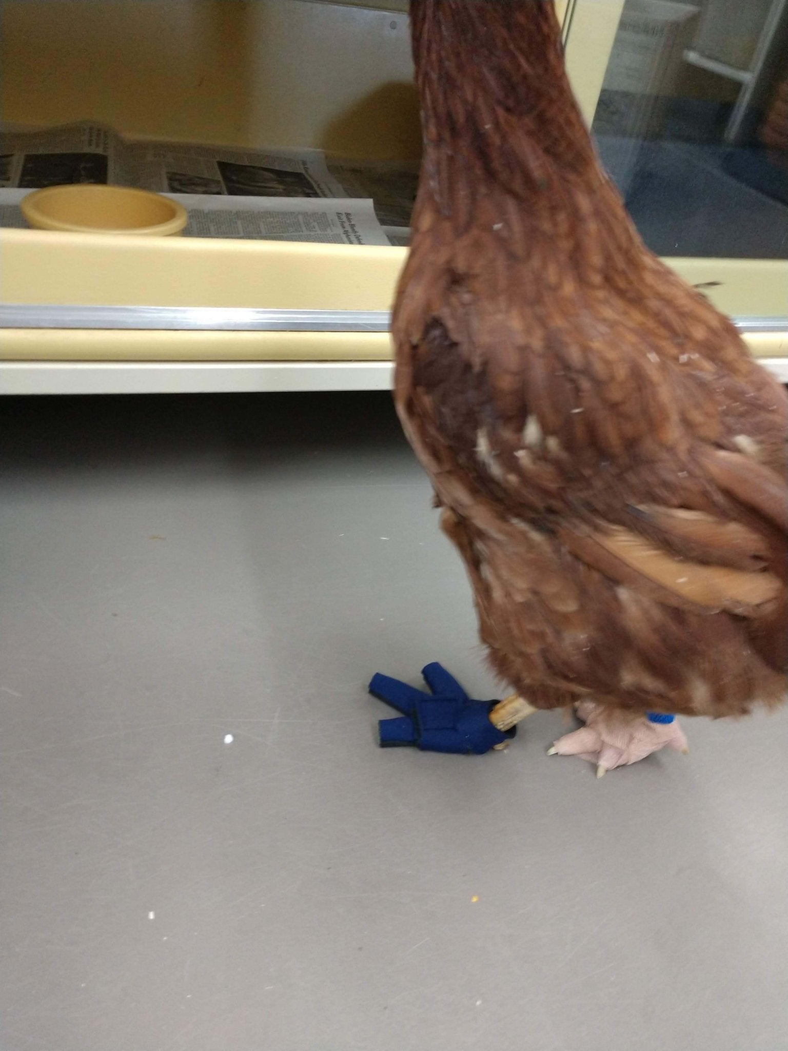 Custom-made Birdy Bootie (chicken shoes and duck booties for bumblefoot) Navy