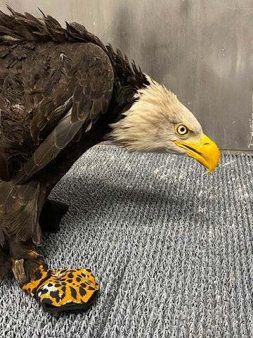 A bald eagle with its injured foot in a Custom-made Birdy Bootie (Hand-made in USA) on the floor.