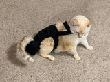 A Diapurr Cat Diaper wearing a black harness comfortably on the floor.