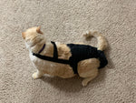 A Diapurr Cat Diaper wearing a black harness comfortably on the floor.