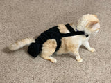 A Diapurr Cat Diaper wearing a black harness comfortably on the floor.