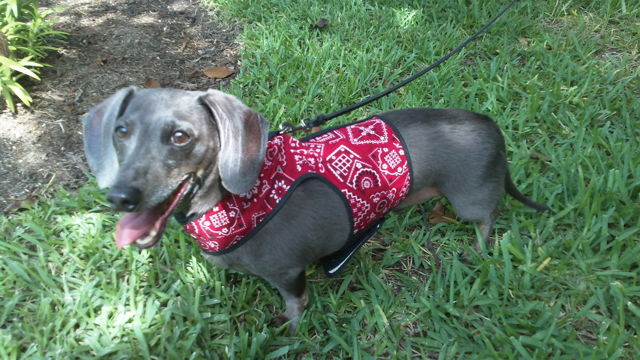 Dachshund wearing a red bandana Doggy Holster small dog harness (Made in USA) on green grass.