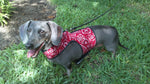 A dachshund securely leashed in a Doggy Holster Dog Harness (Made in USA) and wearing a red bandana.