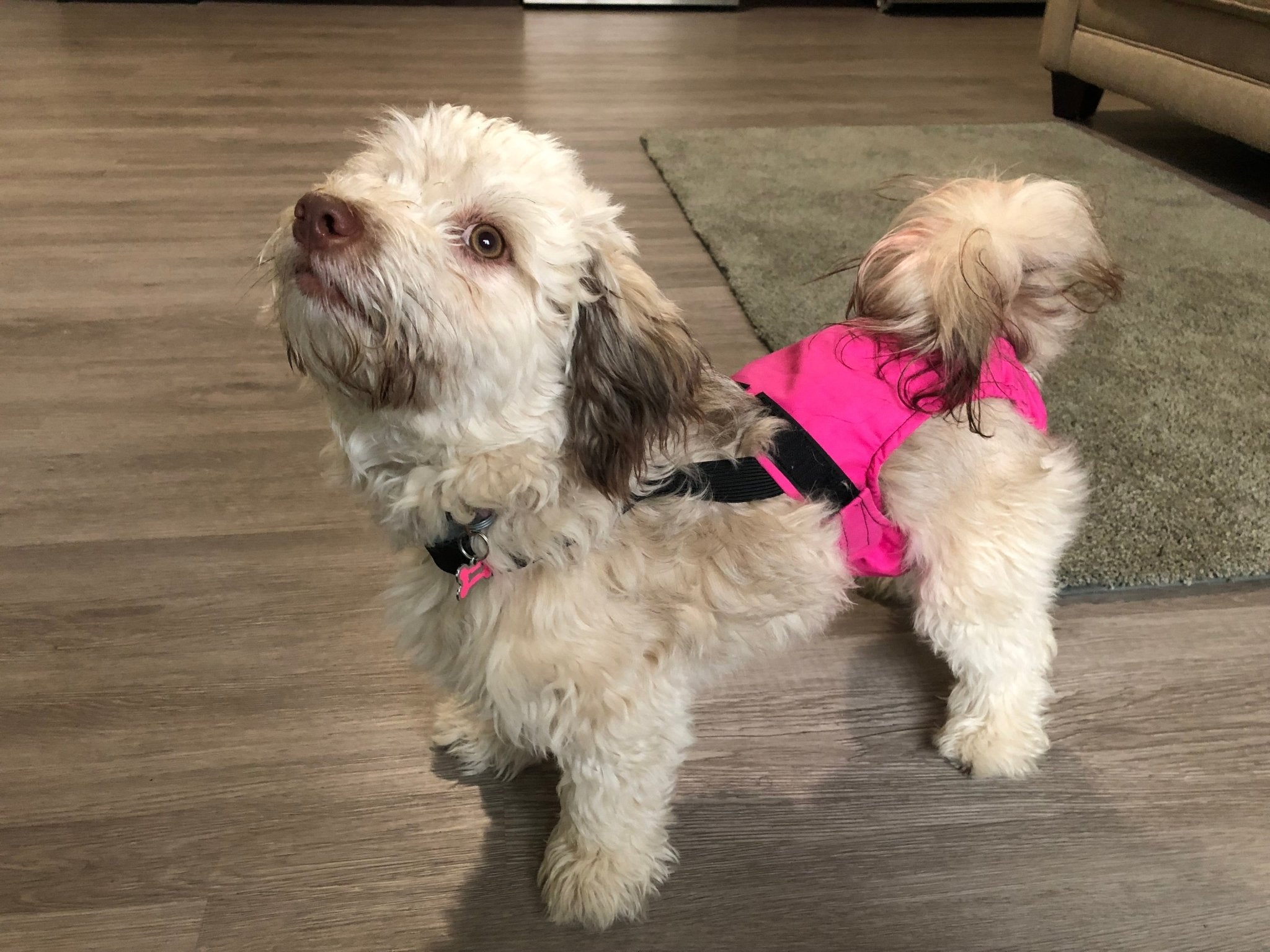 HaPeePants diaper for small dogs Pink Flamingo