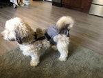 A small dog wearing a HaPeePants diaper in a living room.