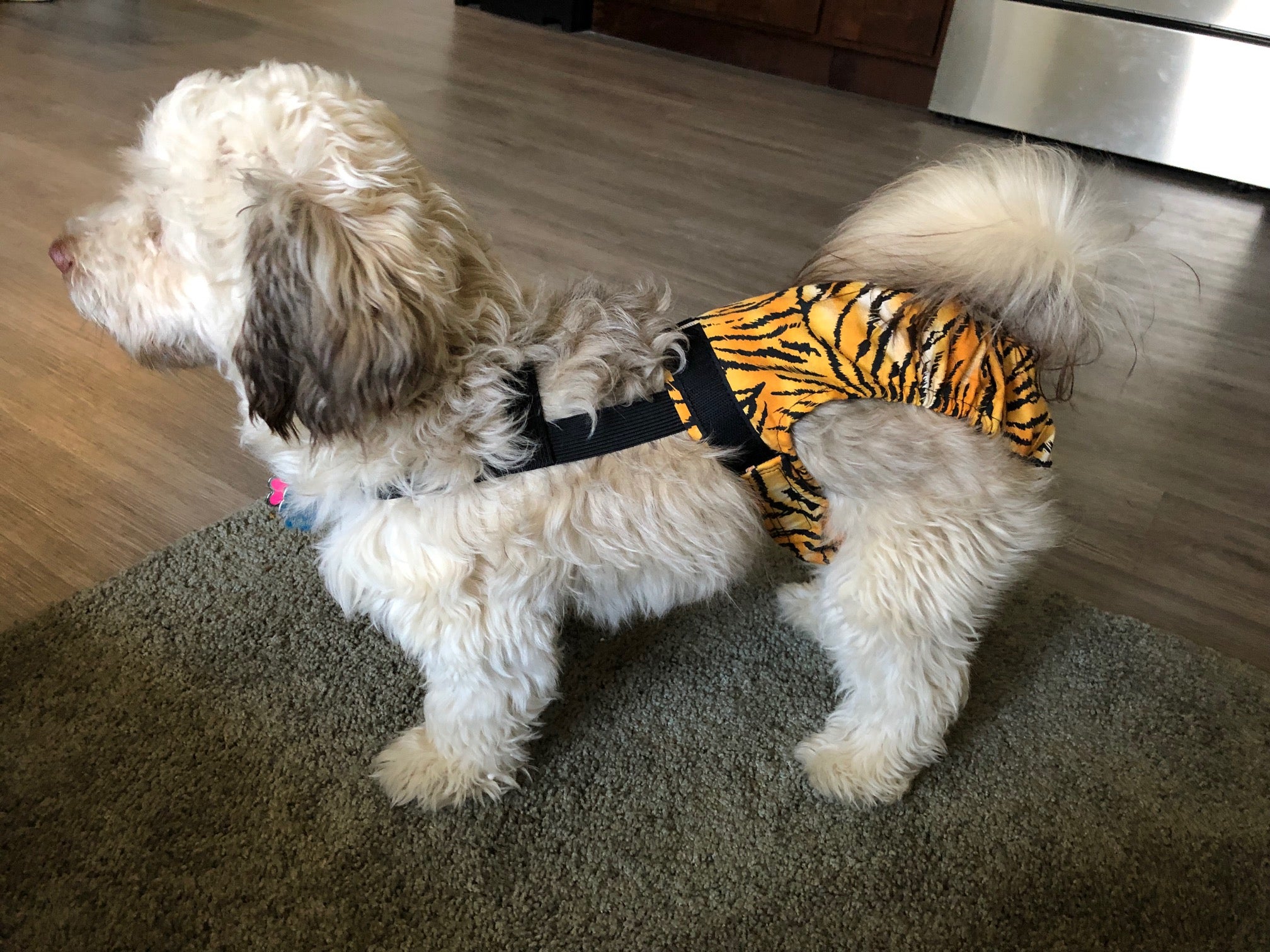 HaPeePants diaper for small dogs Tiger Stripe