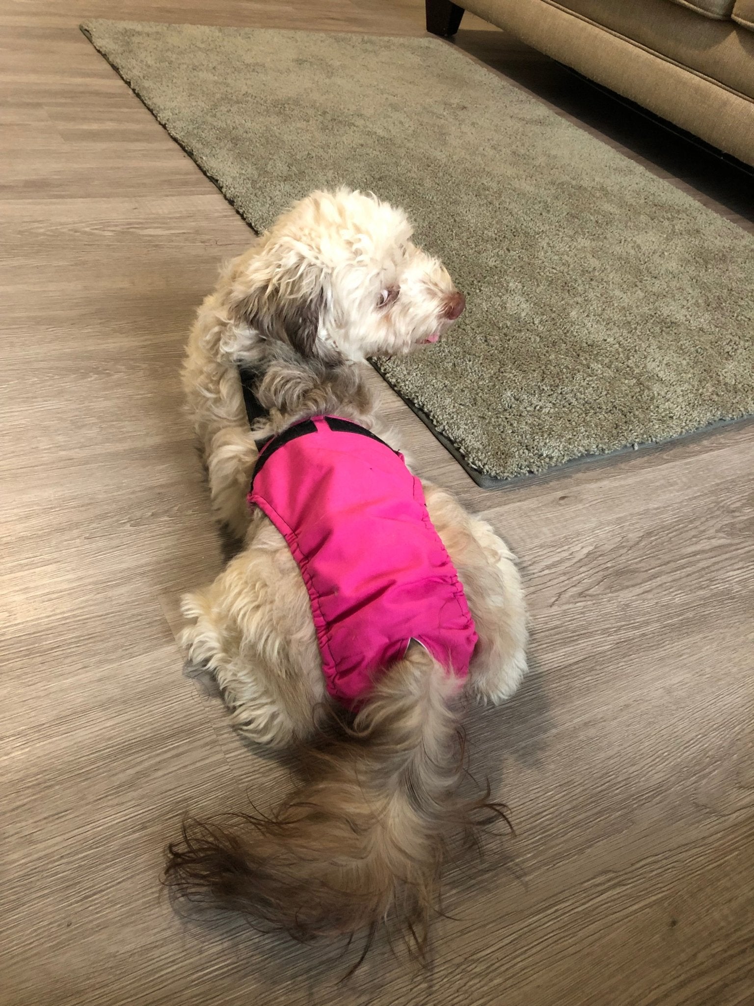 HaPeePants diaper for small dogs