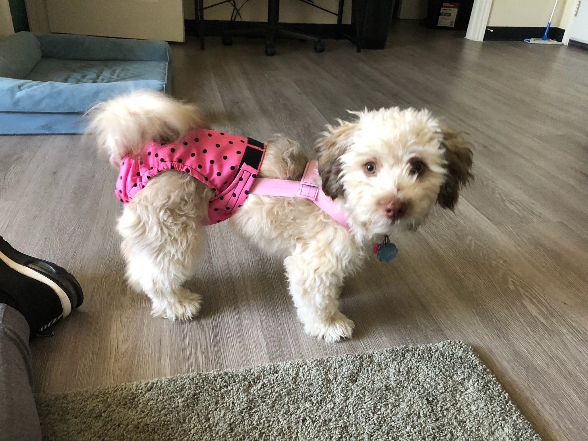HaPeePants diaper for small dogs Leopard