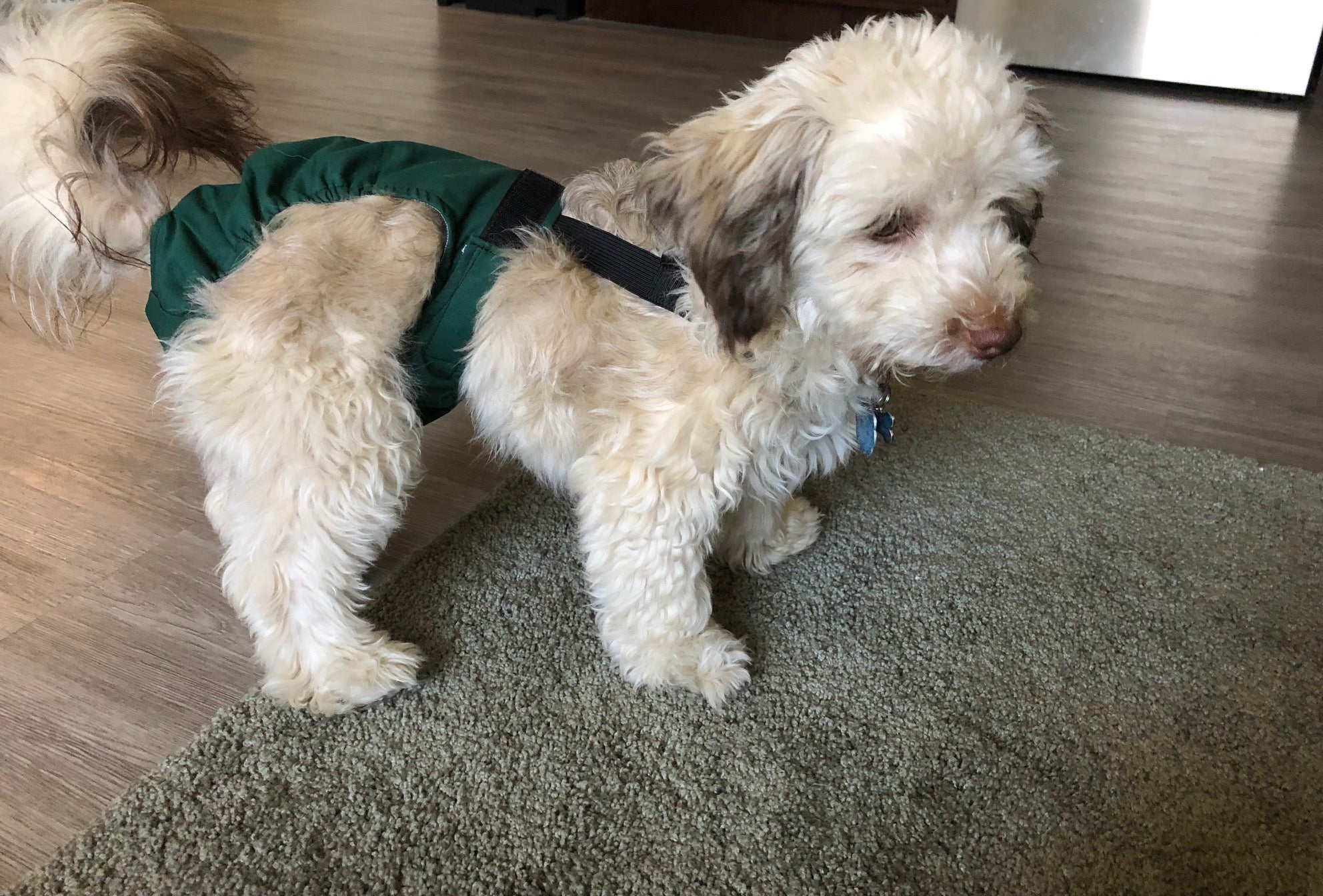 HaPeePants diaper for small dogs Hunter Green