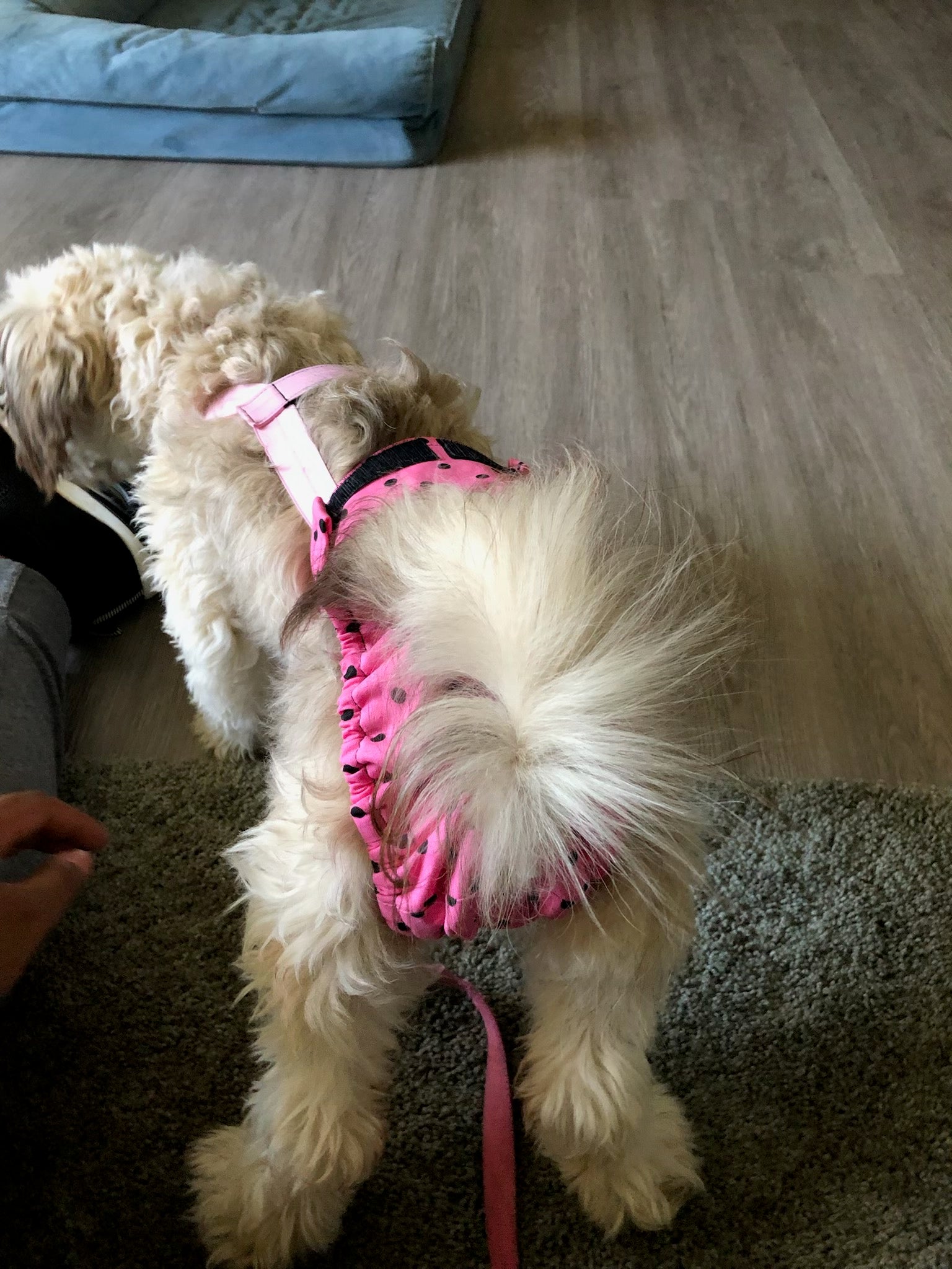 HaPeePants diaper for small dogs