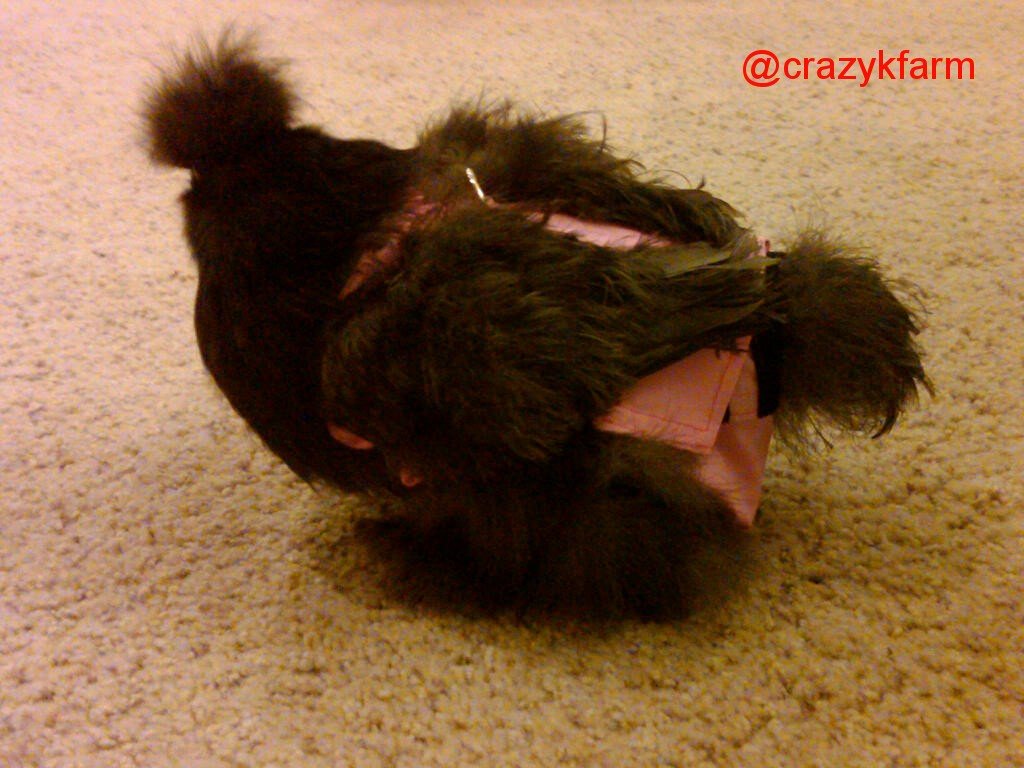 Hen Holster Chicken Diaper Harness with Permanent Sewn-in Liner (Duck Diaper, Goose Diaper, Parrot Diaper)