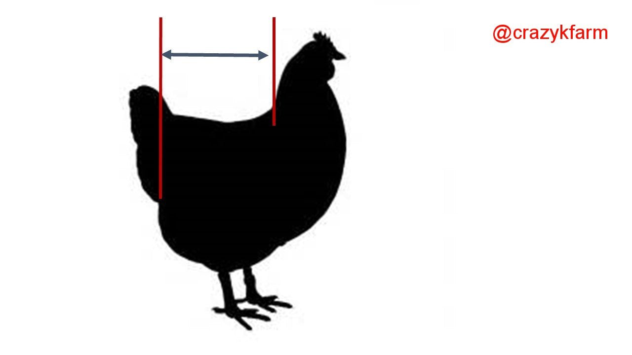 Hen Holster Chicken Diaper Harness with Permanent Sewn-in Liner (Duck Diaper, Goose Diaper, Parrot Diaper)