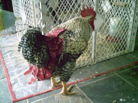 Hen Holster Bird Diaper/Harness (chicken diaper, duck diaper, pigeon diaper with Removable Vinyl Liner)