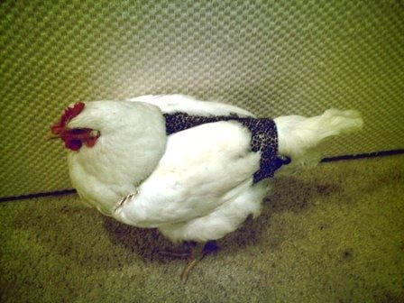 Hen Holster Bird Diaper/Harness (chicken diaper, duck diaper, pigeon diaper with Removable Vinyl Liner)