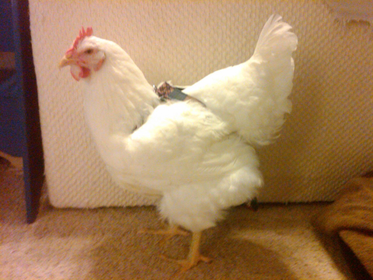 Hen Holster Bird Diaper/Harness (chicken diaper, duck diaper, pigeon diaper with Removable Vinyl Liner)