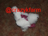 A white chicken wearing a pink dress and a CLEARANCE Hen Holster Bird Diaper/Harness with Permanent Liner on the floor.