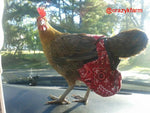 A chicken wearing a red bandana and a CLEARANCE Hen Holster Bird Diaper/Harness with Permanent Liner on the side of a car.