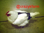 A CLEARANCE Hen Holster Bird Diaper/Harness with a permanent liner, wearing a harness.