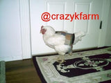 A CLEARANCE Hen Holster Bird Diaper/Harness with Permanent Liner stands on a rug in front of a door.