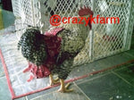 A rooster in a cage with a red dress and a CLEARANCE Hen Holster Bird Diaper/Harness with Permanent Liner on it.