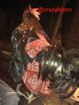 A black and red rooster, adorned with a CLEARANCE Hen Holster Bird Diaper/Harness with Permanent Liner, is sitting on a motorcycle.