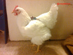 The rooster is white and wears a CLEARANCE Hen Holster Bird Diaper/Harness with Permanent Liner.