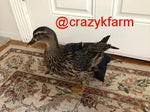 A duck wearing a CLEARANCE Hen Holster Bird Diaper/Harness with Permanent Liner is standing on a rug in front of a door.