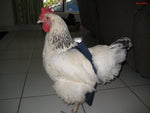 A rooster standing on a tiled floor, wearing a CLEARANCE Hen Holster Bird Diaper/Harness with Permanent Liner.