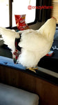A chicken wearing a CLEARANCE Hen Holster Bird Diaper/Harness with Permanent Liner is standing on the back of an rv.