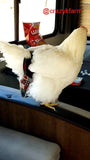 A chicken wearing a CLEARANCE Hen Holster Bird Diaper/Harness with Permanent Liner is standing on the back of an rv.